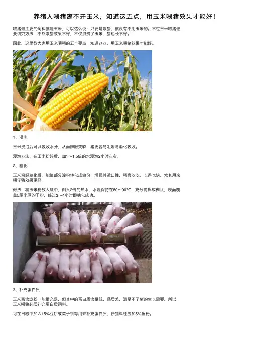 养猪人喂猪离不开玉米，知道这五点，用玉米喂猪效果才能好！