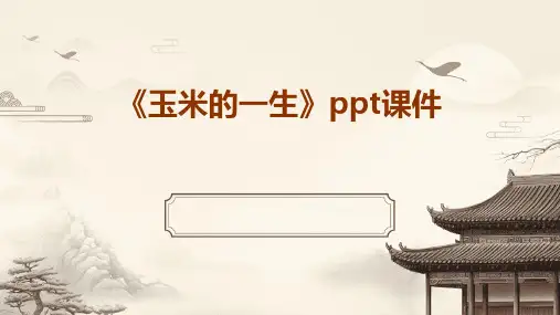 《玉米的一生》课件