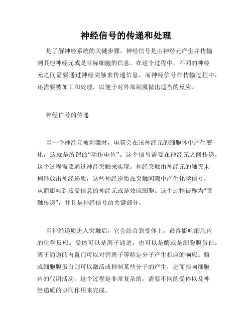 神经信号的传递和处理