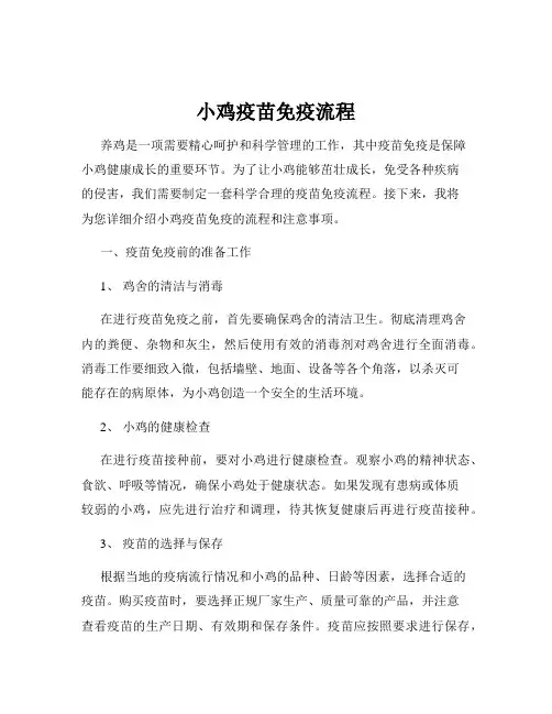 小鸡疫苗免疫流程