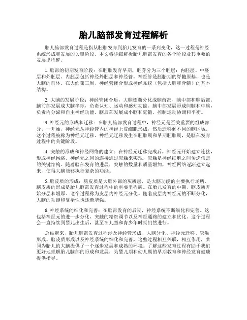 胎儿脑部发育过程解析