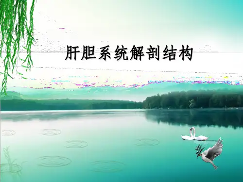 肝胆系统解剖