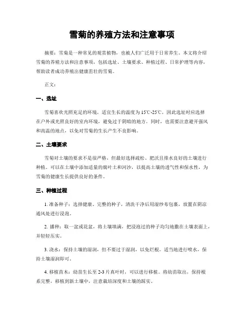 雪菊的养殖方法和注意事项