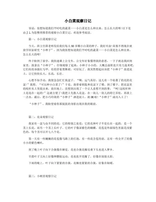 小白菜观察日记