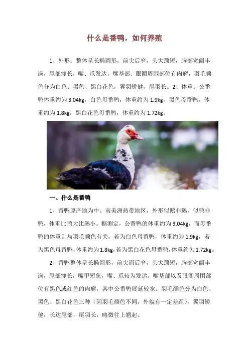 什么是番鸭,如何养殖