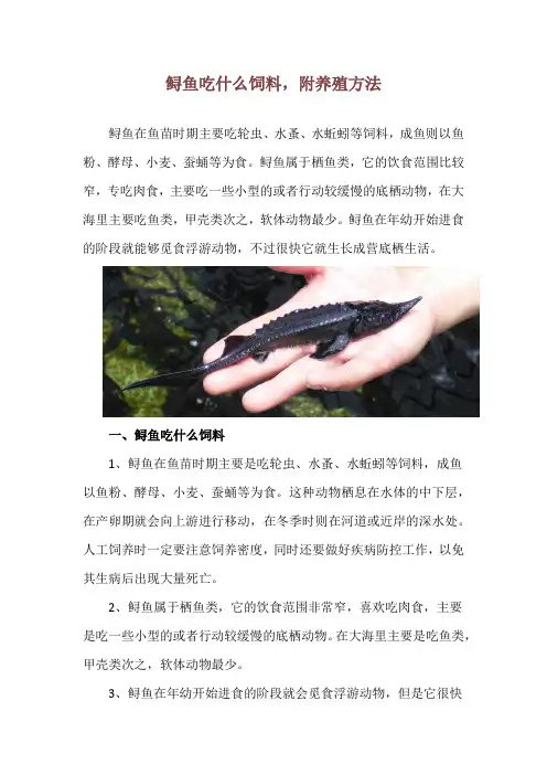 鲟鱼吃什么饲料,附养殖方法