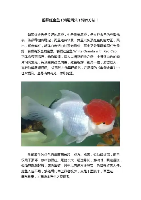 鹤顶红金鱼（鸿运当头）饲养方法！