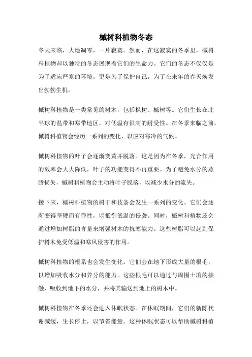 槭树科植物冬态