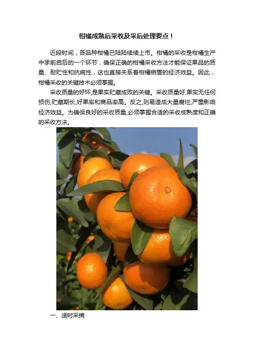 柑橘成熟后采收及采后处理要点！