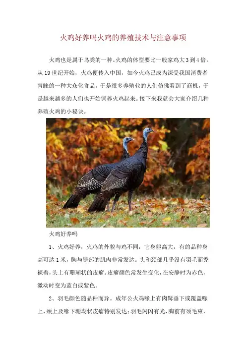 火鸡好养吗 火鸡的养殖技术与注意事项