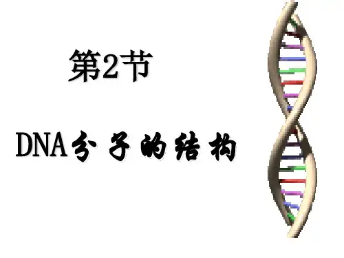 3.2 DNA分子的结构一等奖优秀课件