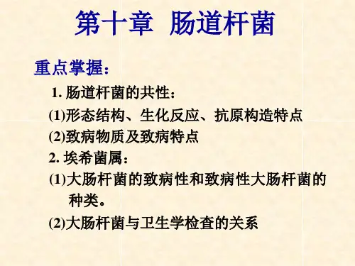 肠杆菌科