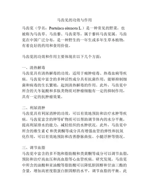 马齿见的功效与作用