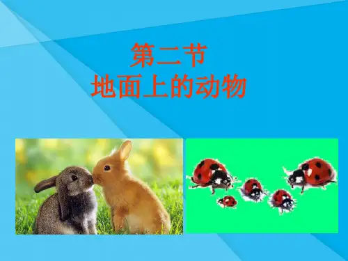 地面上的动物PPT课件6-苏科版优秀课件