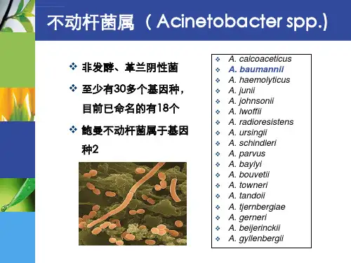 碳青霉烯耐药鲍曼不动杆菌感染的治疗完整版本ppt课件