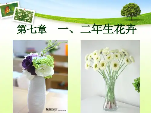 第七章 一二年生花卉1