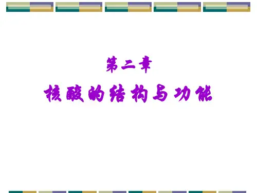 第二章 核酸的结构与功能