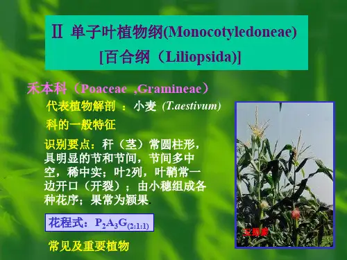 单子叶植物欣赏