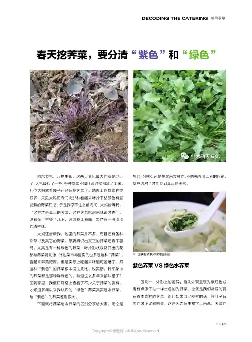 春天挖荠菜，要分清“紫色”和“绿色”