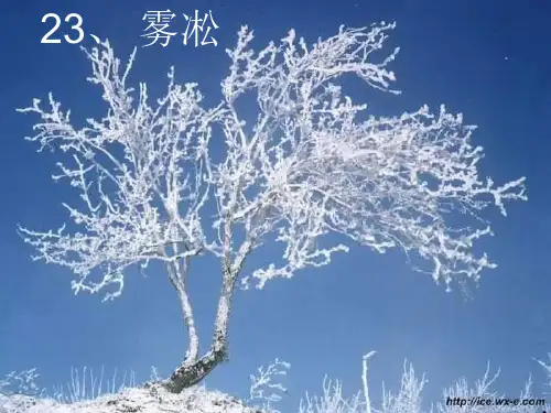 四年级上苏教版《雾凇》ppt课件1