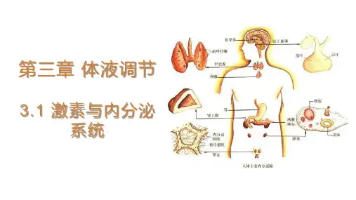 3.1 激素与内分泌系统 课件 【新教材】人教版(2019)高中生物选择性必修一