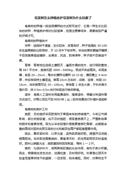 皂荚树怎么种植养护皂荚树为什么枯萎了