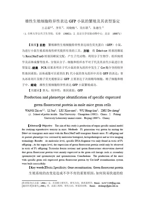 雄性生殖细胞特异性表达GFP小鼠的繁殖及其表型鉴定