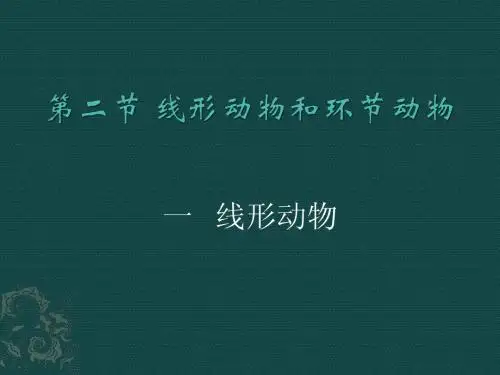 线形动物和环节动物