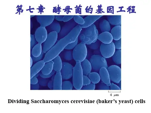 第七章 酵母基因工程