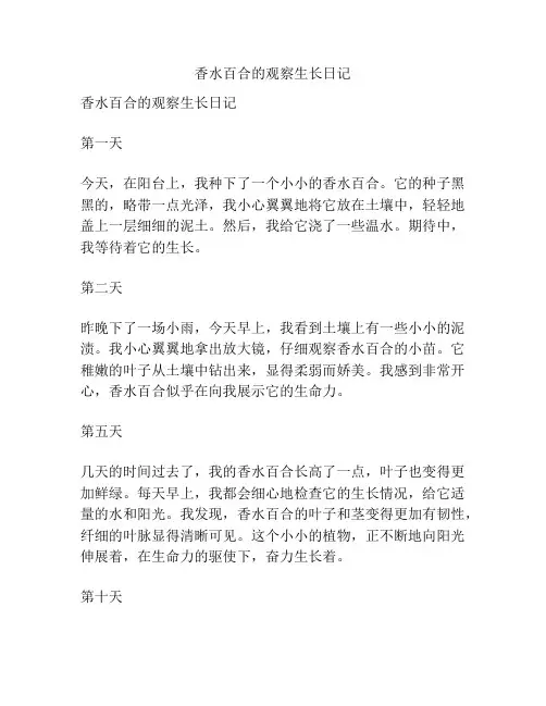 香水百合的观察生长日记
