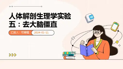 人体解剖生理学实验五去大脑僵直