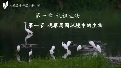 1.1.1++观察周围环境中的生物++课件-2024-2025学年人教版生物七年级上册