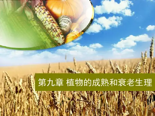大学植物生理学经典课件09 植物成熟和衰老生理