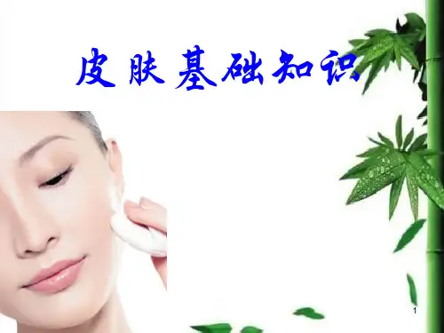 皮肤基础课件