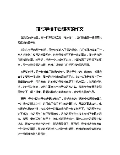 描写学校中香樟树的作文