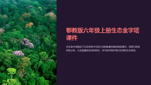 鄂教版六年级上册生态金字塔课件