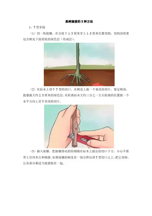果树嫁接的5种方法