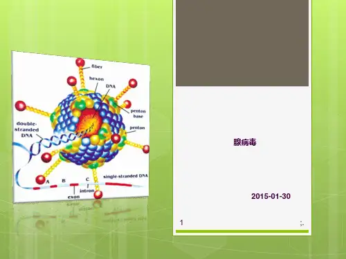 腺病毒ppt课件