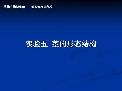 实验五 茎的形态结构