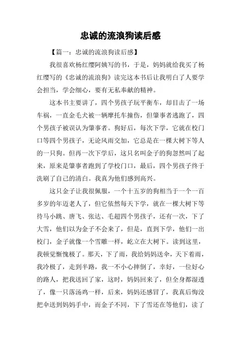 忠诚的流浪狗读后感