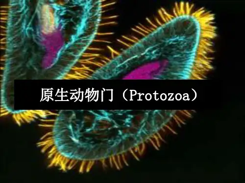 原生动物