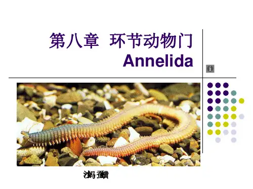 8 环节动物门