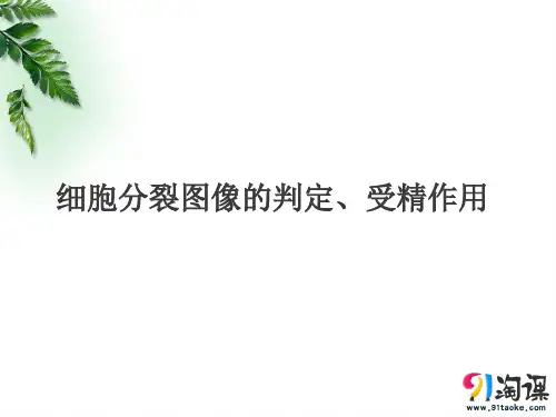 课件6：2.1.3 细胞分裂图像的判定、受精作用