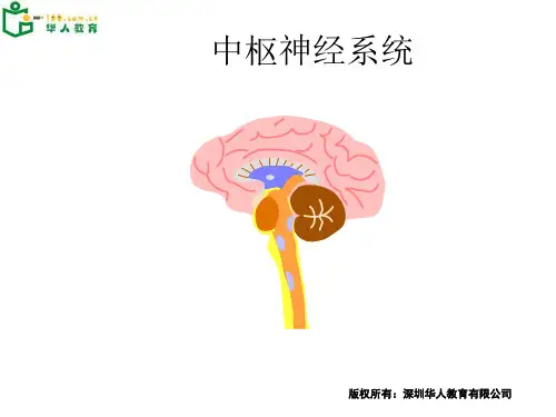 高二生物中枢神经