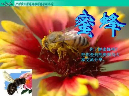 14、蜜蜂
