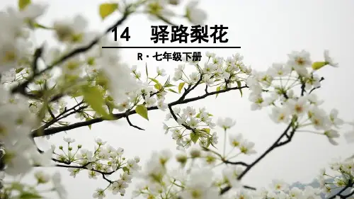人教部编版七年级下四单元《驿路梨花》一等奖优秀课件