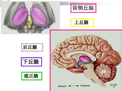 丘脑结构及功能课件