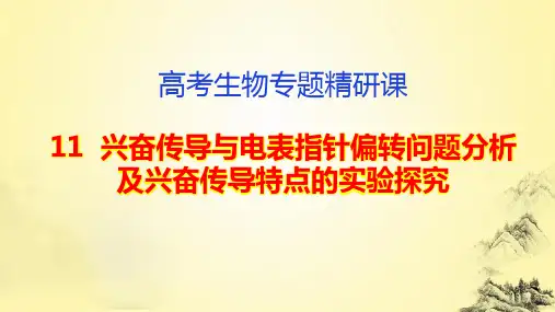 高考生物专题精研课11  兴奋传导与电表指针偏转问题分析及兴奋传导特点的实验探究