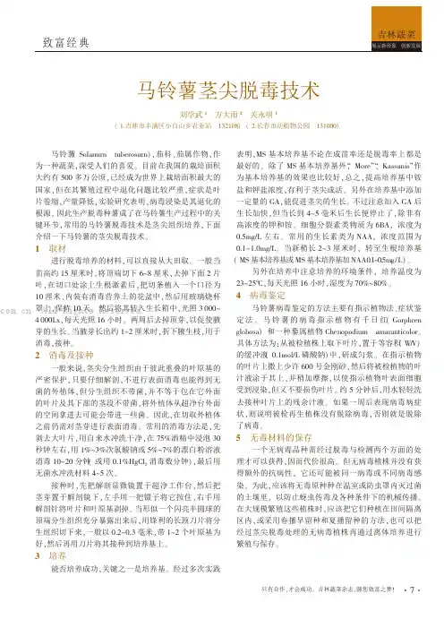 马铃薯茎尖脱毒技术