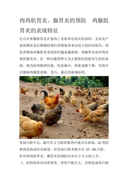 肉鸡肌胃炎、腺胃炎的预防  鸡腺肌胃炎的表现特征